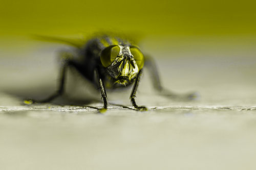 Morbid Open Mouthed Cluster Fly (Yellow Tone Photo)