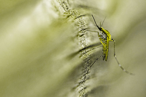Mosquito Stretches Leg Among Wood (Yellow Tone)