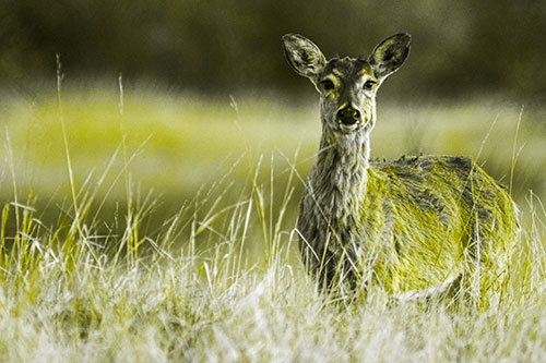 Motionless White Tailed Deer Watches Among Tall Grass (Yellow Tone)