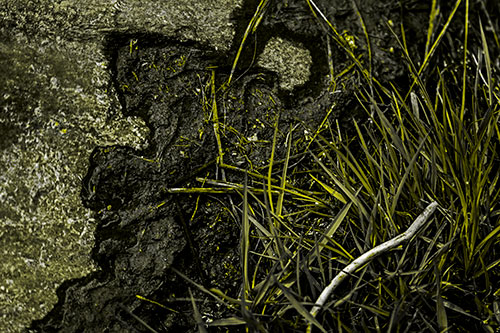 Mud Face Creeping Along Rock Edge (Yellow Tone Photo)