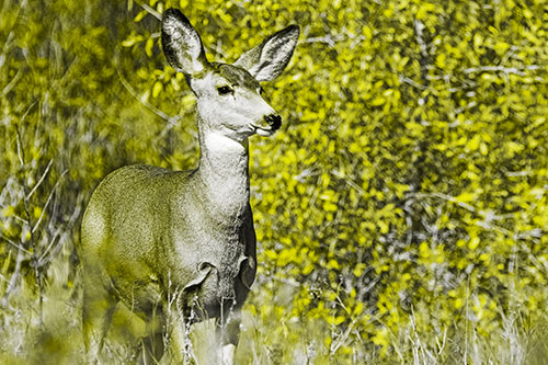 Mule Deer Gazes Across Landscape Horizon (Yellow Tone)