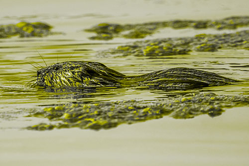 Muskrat Swimming Among Floating Algae (Yellow Tone)