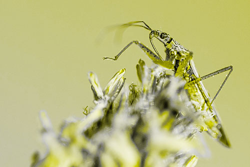 Nabis Lineatus Crawling Atop Plantago (Yellow Tone)