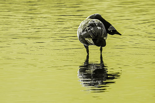 Neck Contorting Canadian Goose Grooming Among Shallow Water (Yellow Tone)
