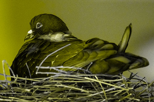 Nesting Pigeon Keeping Watch (Yellow Tone Photo)