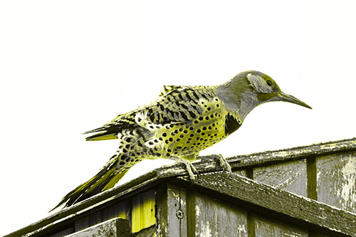 Northern Flicker Woodpecker Crouching Atop Birdhouse (Yellow Tone)