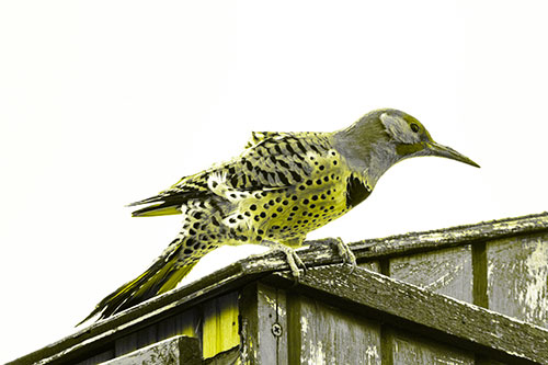 Northern Flicker Woodpecker Crouching Atop Birdhouse (Yellow Tone Photo)