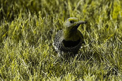 Northern Flicker Woodpecker Digging Up Dirt (Yellow Tone)