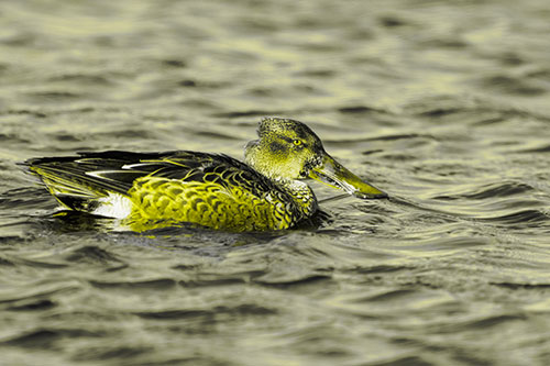 Northern Shoveler Duck Enjoying Lake Swim (Yellow Tone Photo)