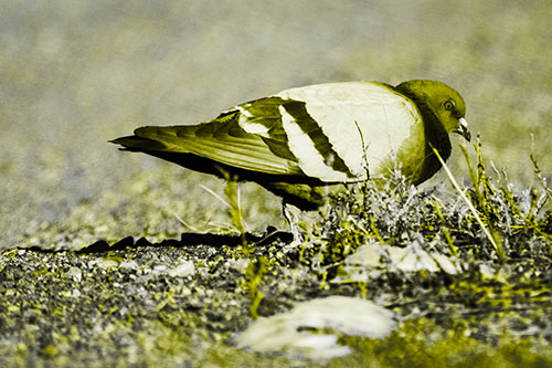 Observant Pigeon Scouring Among Dead Plants (Yellow Tone)
