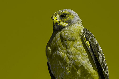 Observant Rough Legged Hawk Watching Intensely (Yellow Tone)