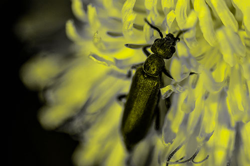 Oedemera Beetle Feasting Among Dandelion (Yellow Tone)