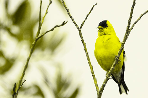 Open Mouthed American Goldfinch Standing On Tree Branch (Yellow Tone Photo)