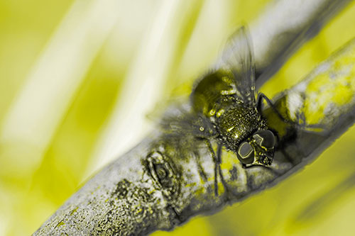 Open Mouthed Blow Fly Looking Above (Yellow Tone Photo)