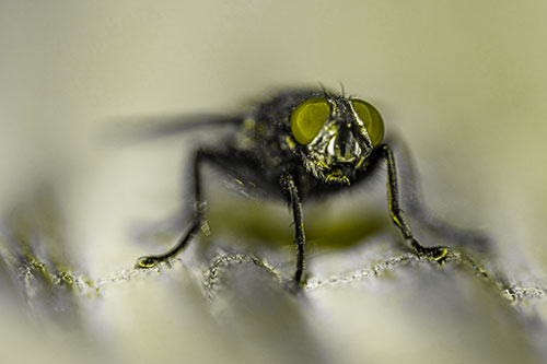 Open Mouthed Cluster Fly Shocked With Fear (Yellow Tone)