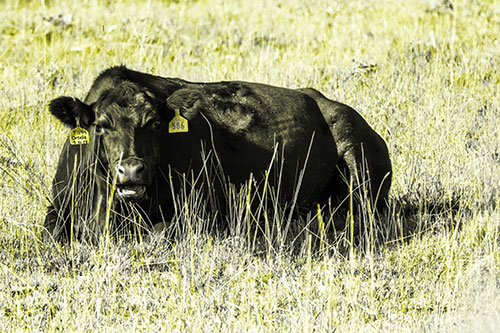 Open Mouthed Cow Resting On Grass (Yellow Tone)