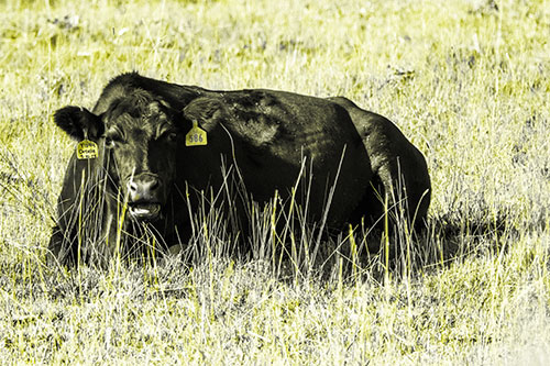 Open Mouthed Cow Resting On Grass (Yellow Tone Photo)