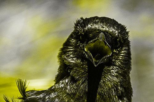 Open Mouthed Crow Screaming Among Wind (Yellow Tone Photo)