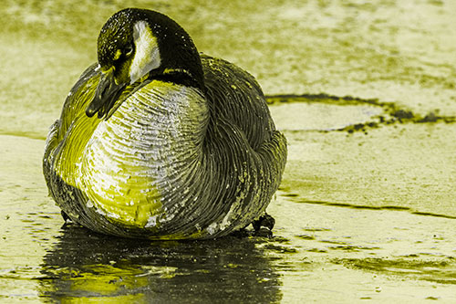 Open Mouthed Goose Laying Atop Ice Frozen River (Yellow Tone)
