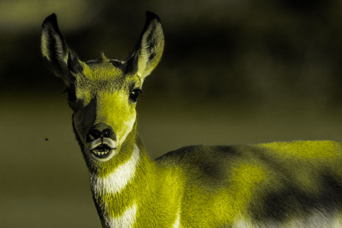 Open Mouthed Pronghorn Gazes In Shock (Yellow Tone)