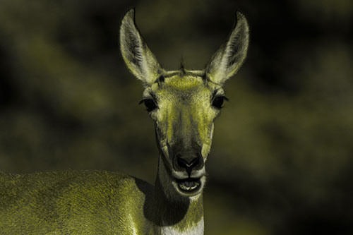 Open Mouthed Pronghorn Spots Intruder (Yellow Tone Photo)