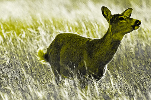 Open Mouthed White Tailed Deer Among Wheatgrass (Yellow Tone Photo)