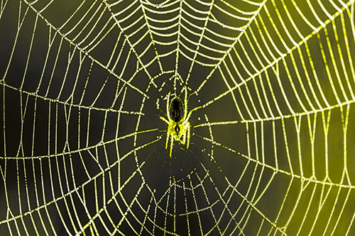 Orb Weaver Spider Rests Among Web Center (Yellow Tone)