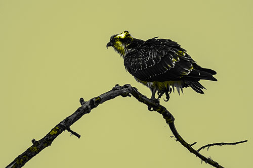 Osprey Hawk Balancing Among Bending Tree Branch (Yellow Tone)