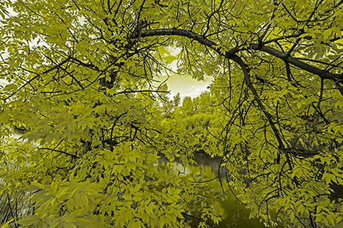 Overlooking River Through Bending Leaf Covered Autumn Tree Branch (Yellow Tone)