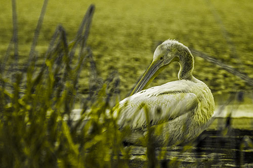 Pelican Grooming Beyond Water Reed Grass (Yellow Tone Photo)