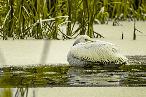 Pelican Resting Atop Ice Frozen Lake (Yellow Tone Photo)