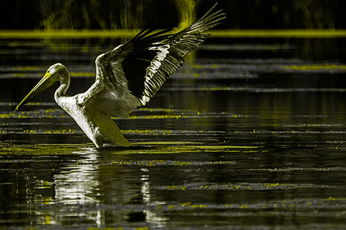 Pelican Takes Flight Off Lake Water (Yellow Tone Photo)