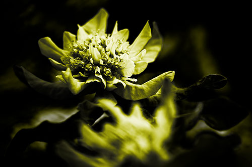 Peony Flower In Motion (Yellow Tone Photo)