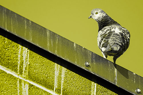 Pigeon Glances Backwards Atop Metal Roof Ledge (Yellow Tone)