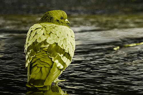 Pigeon Glancing Backwards Among River Water (Yellow Tone)