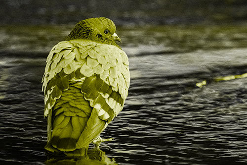 Pigeon Glancing Backwards Among River Water (Yellow Tone Photo)