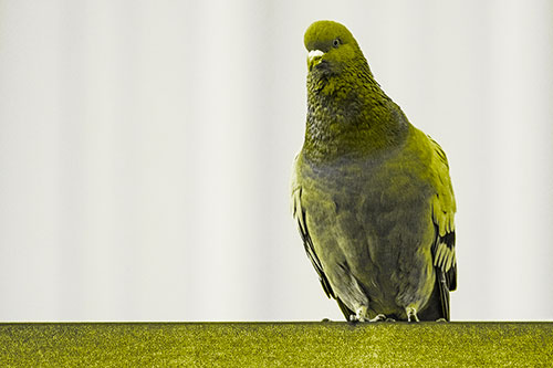 Pigeon Keeping Watch Atop Metal Roof Ledge (Yellow Tone)