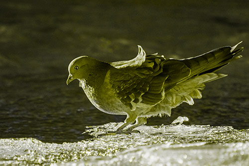 Pigeon Peeking Over Frozen River Ice Edge (Yellow Tone Photo)