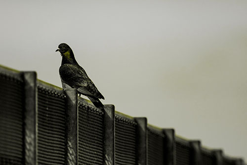 Pigeon Standing Atop Steel Guardrail (Yellow Tone Photo)