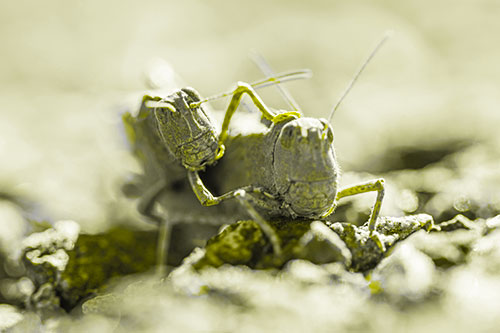 Piggybacking Grasshopper Goes For Ride (Yellow Tone Photo)