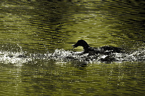 Playful Mallard Duck Gets Splashed Among Lake Horizon (Yellow Tone)