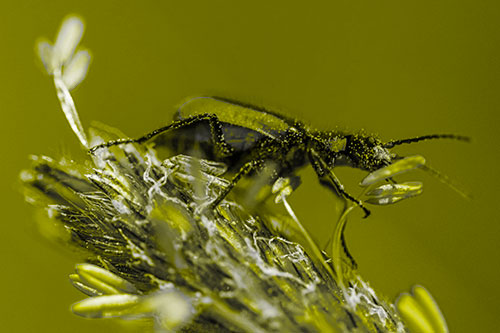 Pollen Covered Scarlet Malachite Beetle Hugging Flower Stem (Yellow Tone)