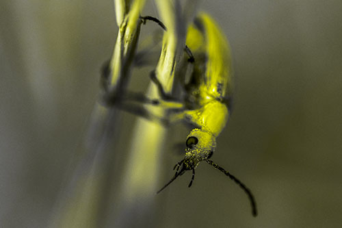 Pollen Faced Blister Beetle Hangs Onto Plant Stem (Yellow Tone)