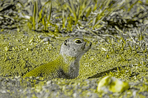 Prairie Dog Emerges From Dirt Tunnel (Yellow Tone)