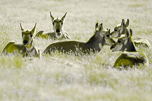 Pronghorn Herd Rest Among Grass (Yellow Tone Photo)