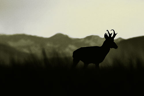 Pronghorn Silhouette Across Mountain Range (Yellow Tone Photo)