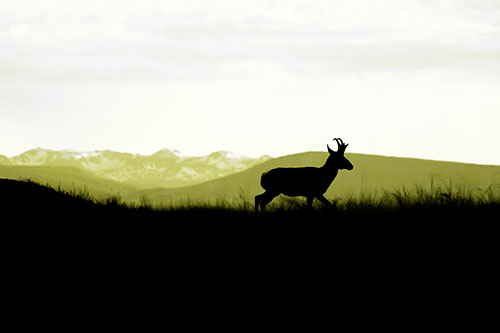Pronghorn Silhouette On The Prowl (Yellow Tone Photo)