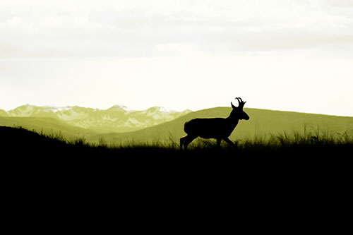 Pronghorn Silhouette On The Prowl (Yellow Tone)