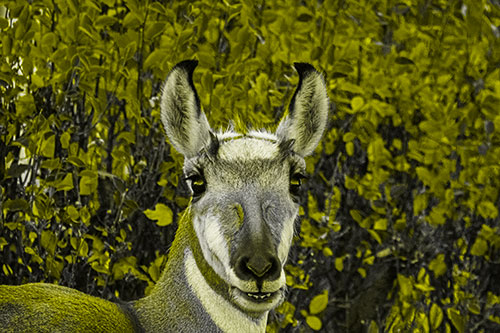 Pronghorn Snacking Among Autumn Leaves (Yellow Tone Photo)