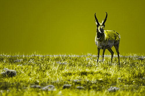 Pronghorn Standing Along Grassy Horizon (Yellow Tone Photo)